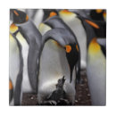 Recherche de poussin carreaux Pingouin