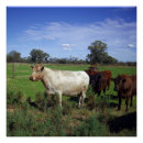 Recherche de blanche de vache posters Bétail
