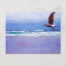 Recherche de mouettes cartes postales Plages