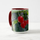 Recherche de haie tasses Automne