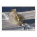 Recherche de chasse neige cartes postales Chien