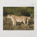 Recherche de masai mara cartes postales Animaux dans la nature