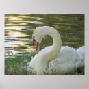 Recherche de le cygne posters Oiseaux