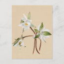 Recherche de belle nature cartes postales Vintage