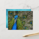 Recherche de plumage cartes postales Animaux