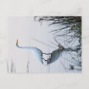 Recherche de aiguille photographie Oiseau