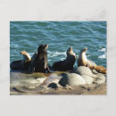 Recherche de otaries cartes postales Californie