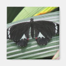 Recherche de papillon blanc magnets Orange