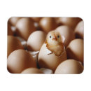 Recherche de poussins magnets Ferme