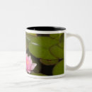 Recherche de nympheas tasses Lys