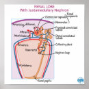 Recherche de rein posters Néphron