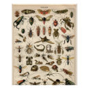 Recherche de insectes et insectes posters Toute personne