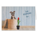Recherche de amstaff cartes postales Terrier américain