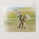 Recherche de faucon de harris cartes postales Oiseau