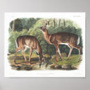 Recherche de cerf de virginie posters Toute personne