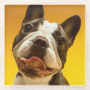 Recherche de bouledogue francais dessous de verres Animal familier