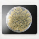 Recherche de bactéries tapis souris Microbiologie