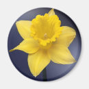 Recherche de narcisse magnets Fleur