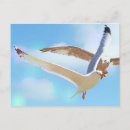 Recherche de mouette en vol cartes postales Faune