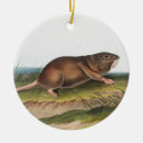 Recherche de zoologie ornements Faune