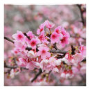 Recherche de fleur japonaise posters Pour elle