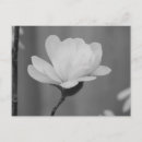 Recherche de fleur magnolia cartes postales Magnolias