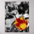 Recherche de tulipes noires posters Botanique