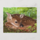 Recherche de faon cartes postales Blanc