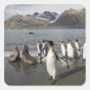 Recherche de iceberg autocollants Faune