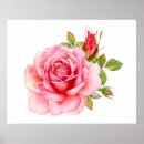 Recherche de beautiful pink rose posters Vintage