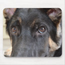 Recherche de chien berger allemand noir tapis souris Animal