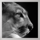 Recherche de puma posters Cougar