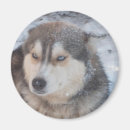 Recherche de aux yeux bleus magnets Pour tous