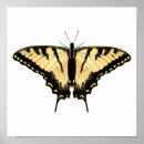 Recherche de papillon de machaon art Papilio