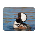 Recherche de marchand magnets Hooded mergansen