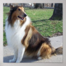 Recherche de collie posters Race