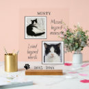 Recherche de cat memorial Cats