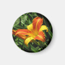 Recherche de lis magnets Vert