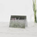 Recherche de lavendar vœux cartes Sympathie