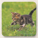 Recherche de chaton espiègle Animal