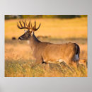 Recherche de cerf de virginie posters Automne
