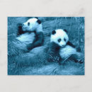 Recherche de panda noir et blanc cartes postales Nature