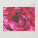 Recherche de texture rose cartes postales Floral
