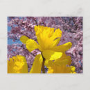 Recherche de narcisses cartes postales Floraison