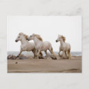 Recherche de camargue cartes postales Plage