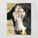 Recherche de taureau le cartes postales Bétail