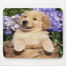 Recherche de chiot golden retriever tapis souris Canine