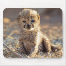 Recherche de jeune tapis souris Guépard