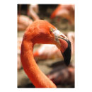 Recherche de magnifique posters Animal