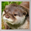 Recherche de loutre posters Portrait